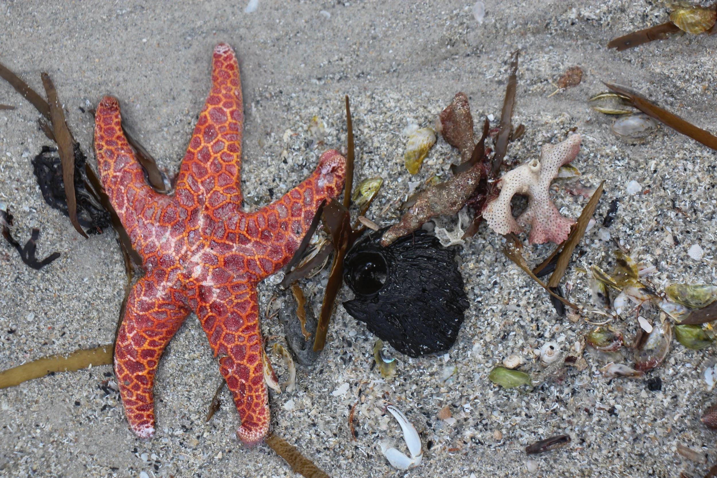 Flinders Island beaches