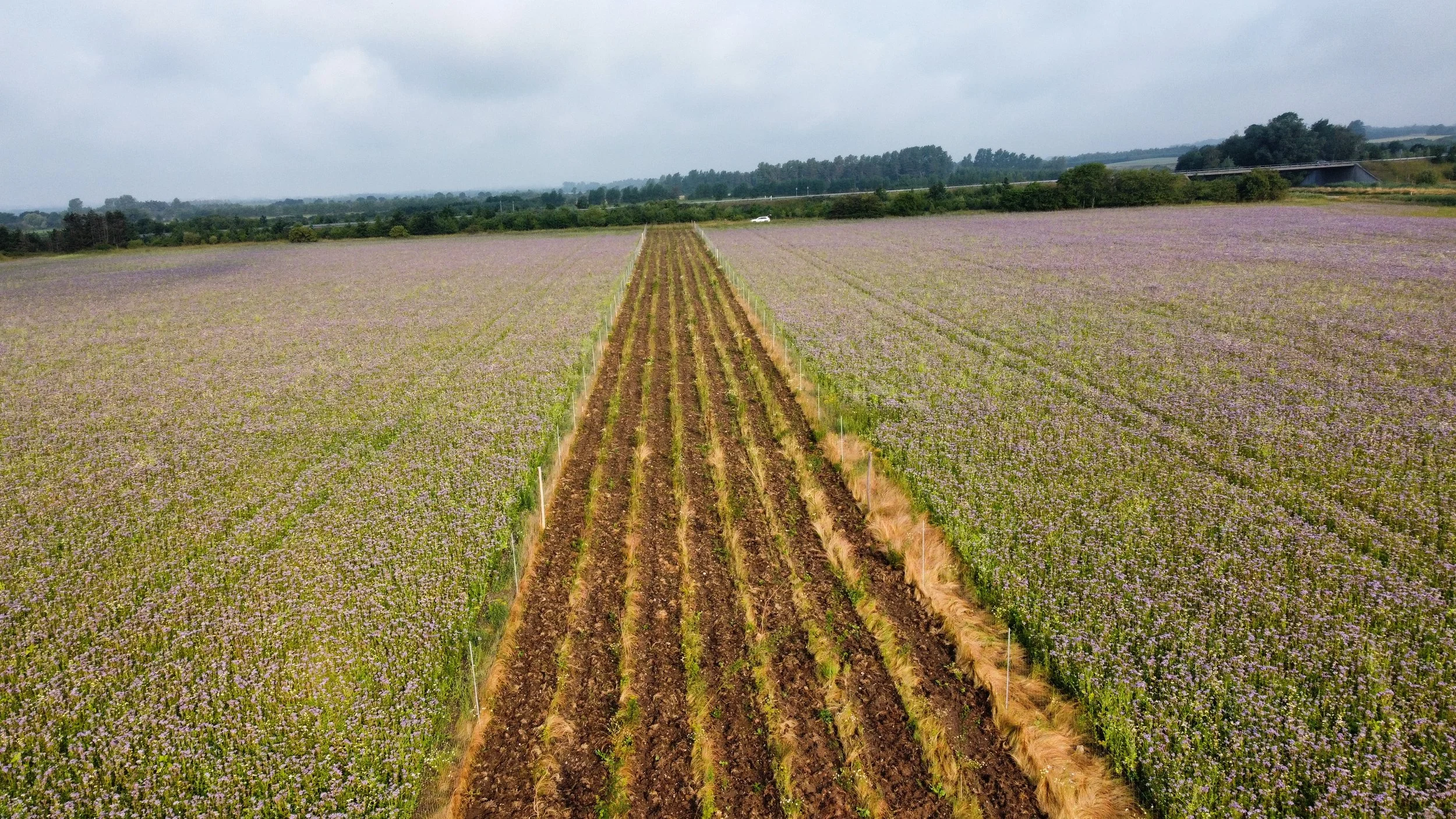 dji_fly_20240628_074204_842_1719553337854_photo_optimized.jpg