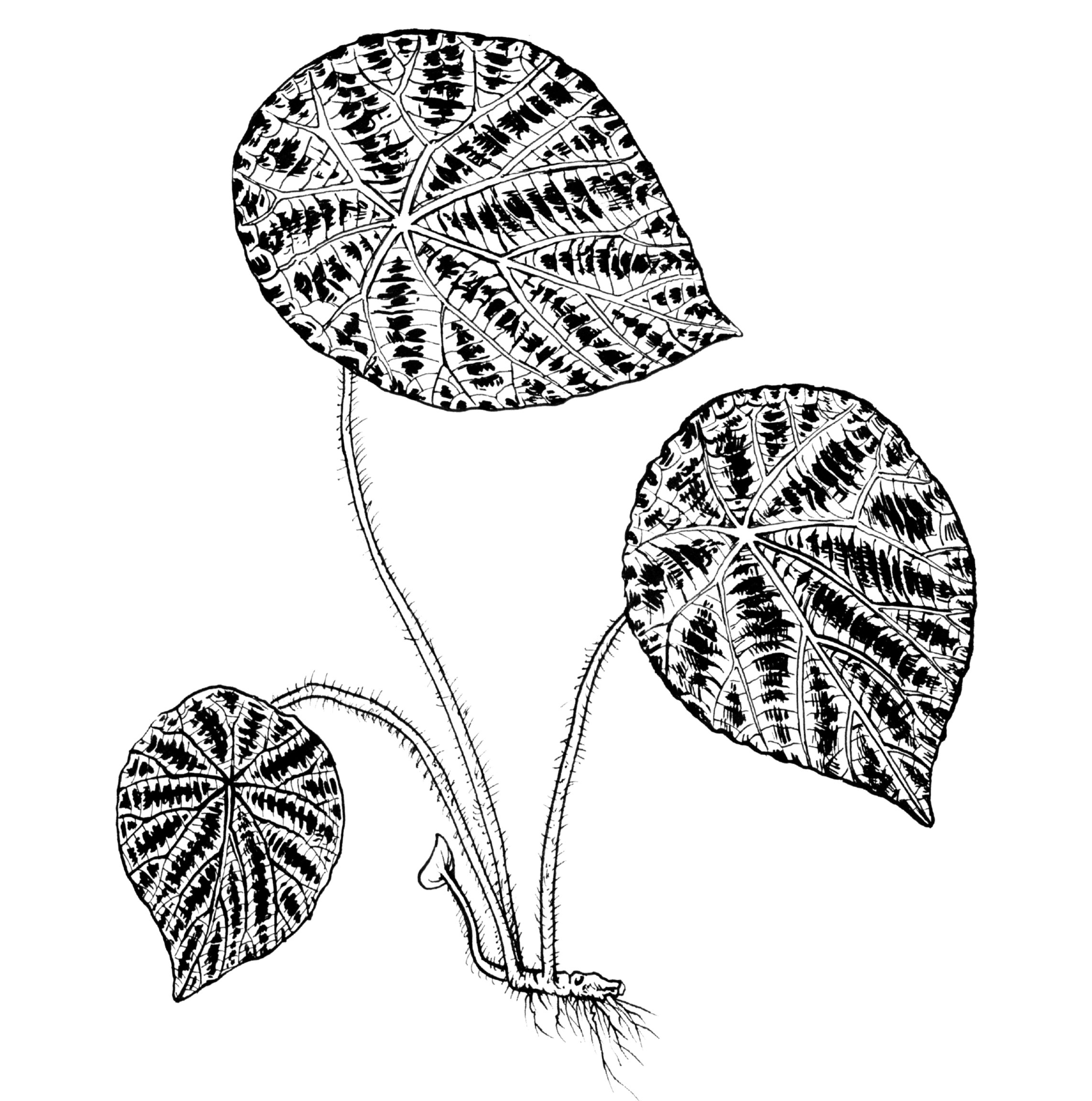 Black and white drawing of two large, textured leaves on stems.
