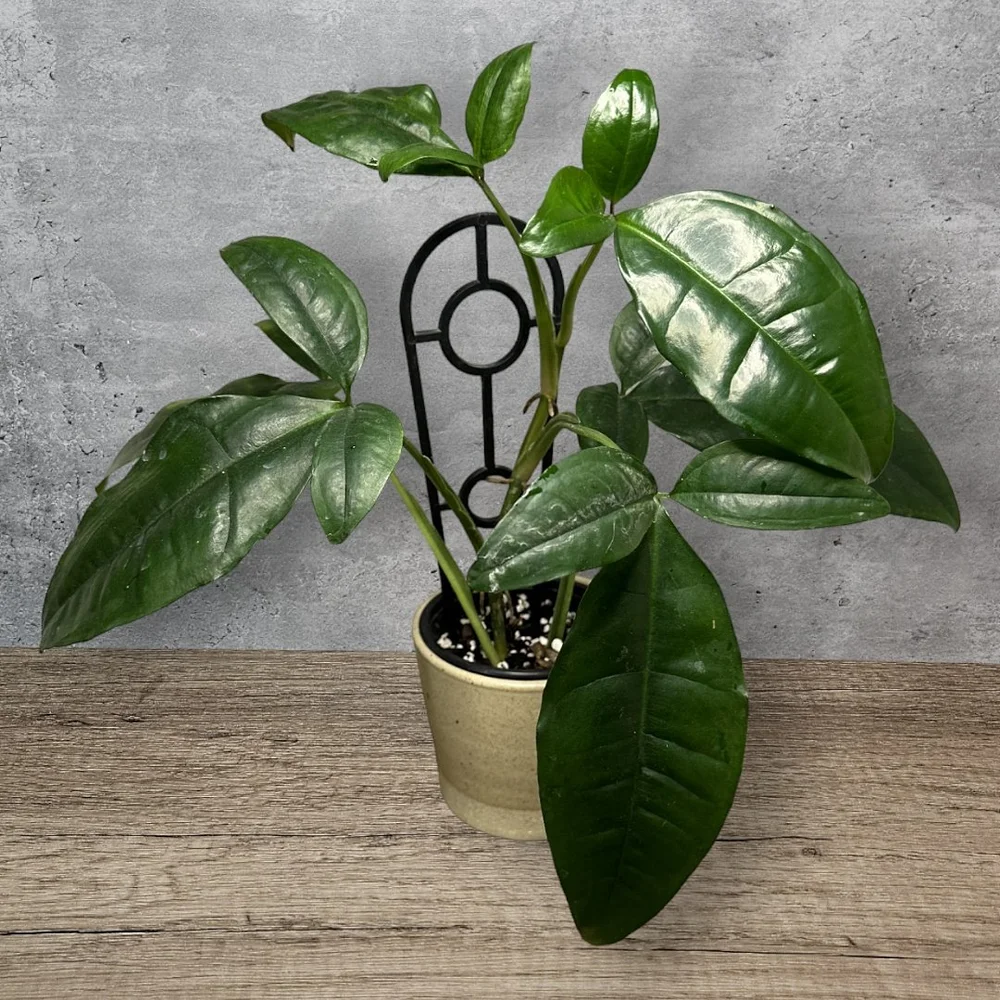 Syngonium auritum  HABIT Plants
