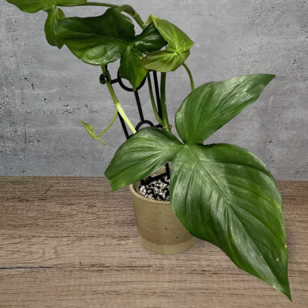 Philodendron camposportoanum  HABIT Plants