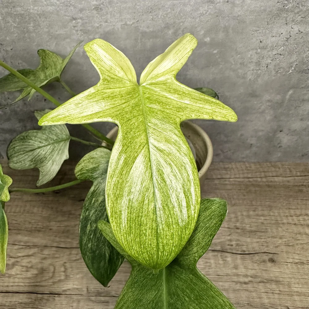 snow white pothos Pothos Snow Queen – The Plant Boys main image 0