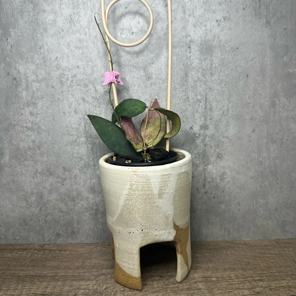 Hoya flagellata — HABIT Plants