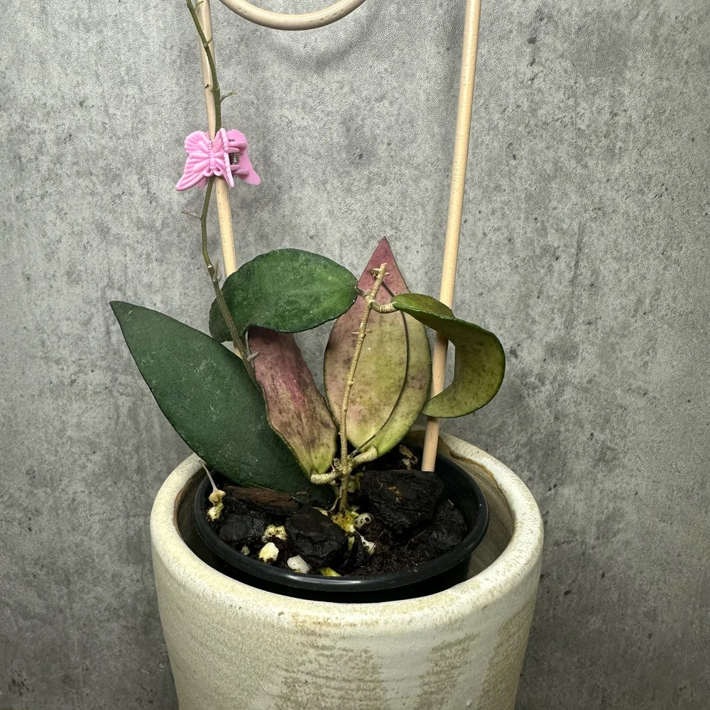 Hoya flagellata small Leaf （専用） Hoya flagellata – Collectors Online