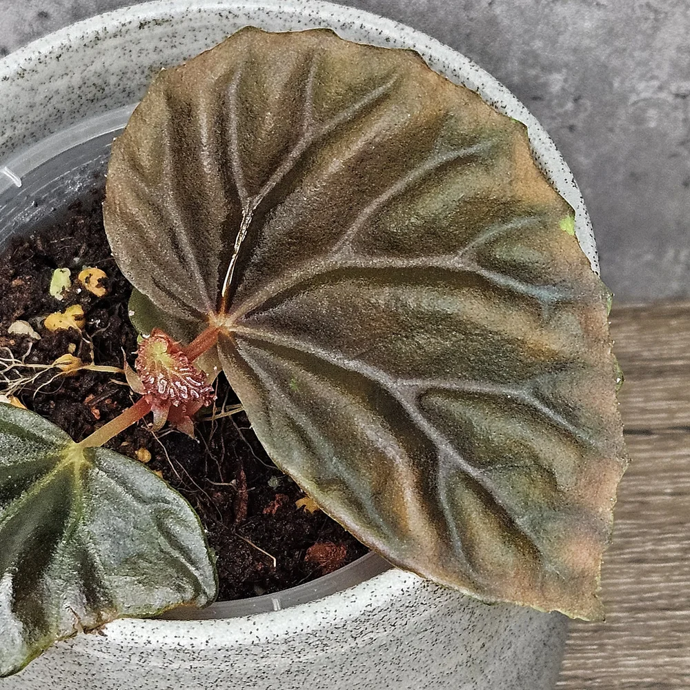 ベゴニア写真集　Asian Begonia 300 Species … 300 Species Portraits Asian Begonia - BEGONIASYMAS.COM
