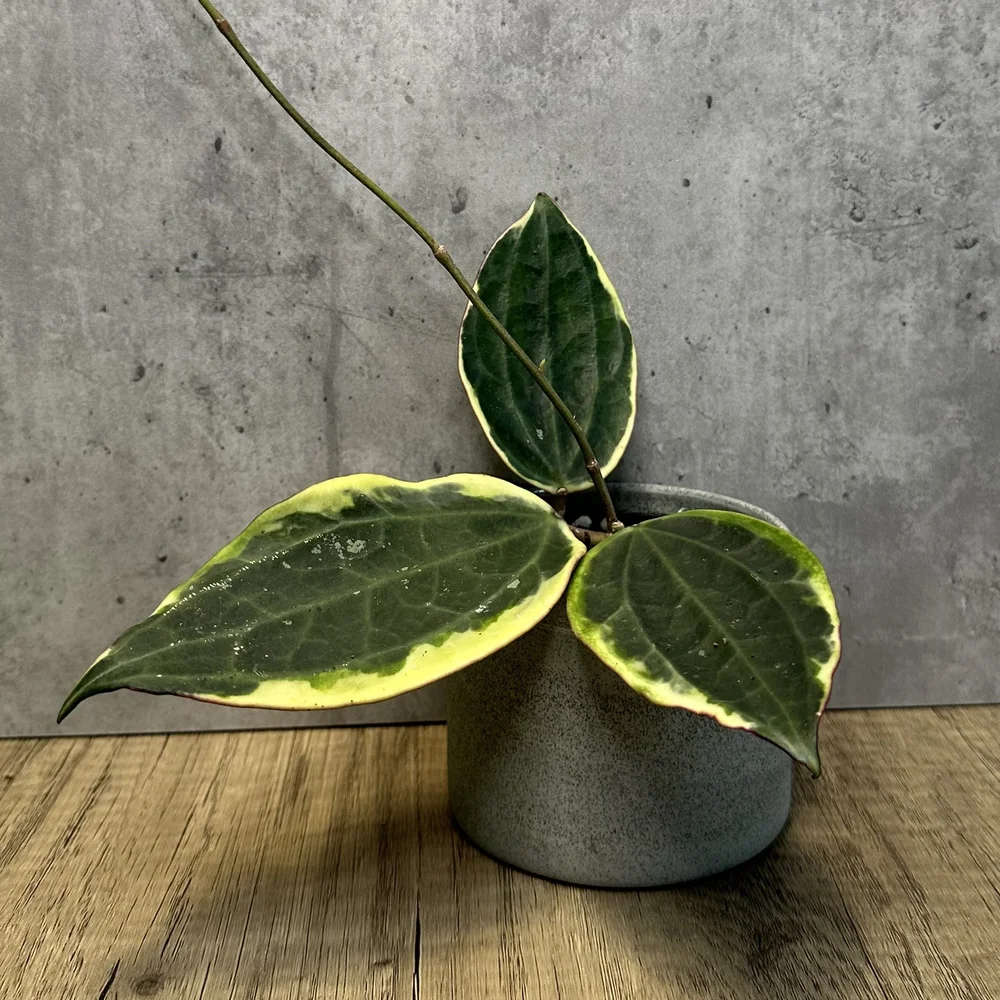 Hoya latifolia albomarginata — HABIT Plants