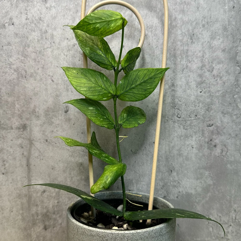 Hoya polyneura — HABIT Plants