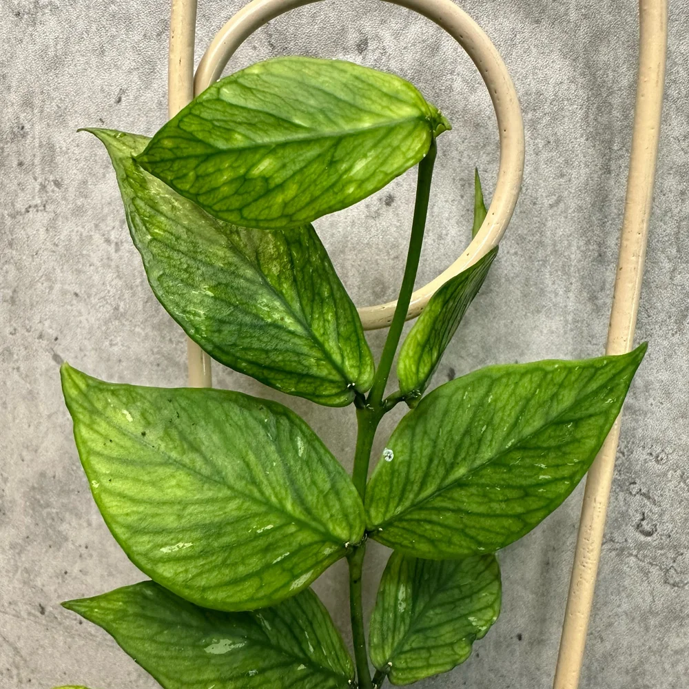 Hoya polyneura — HABIT Plants
