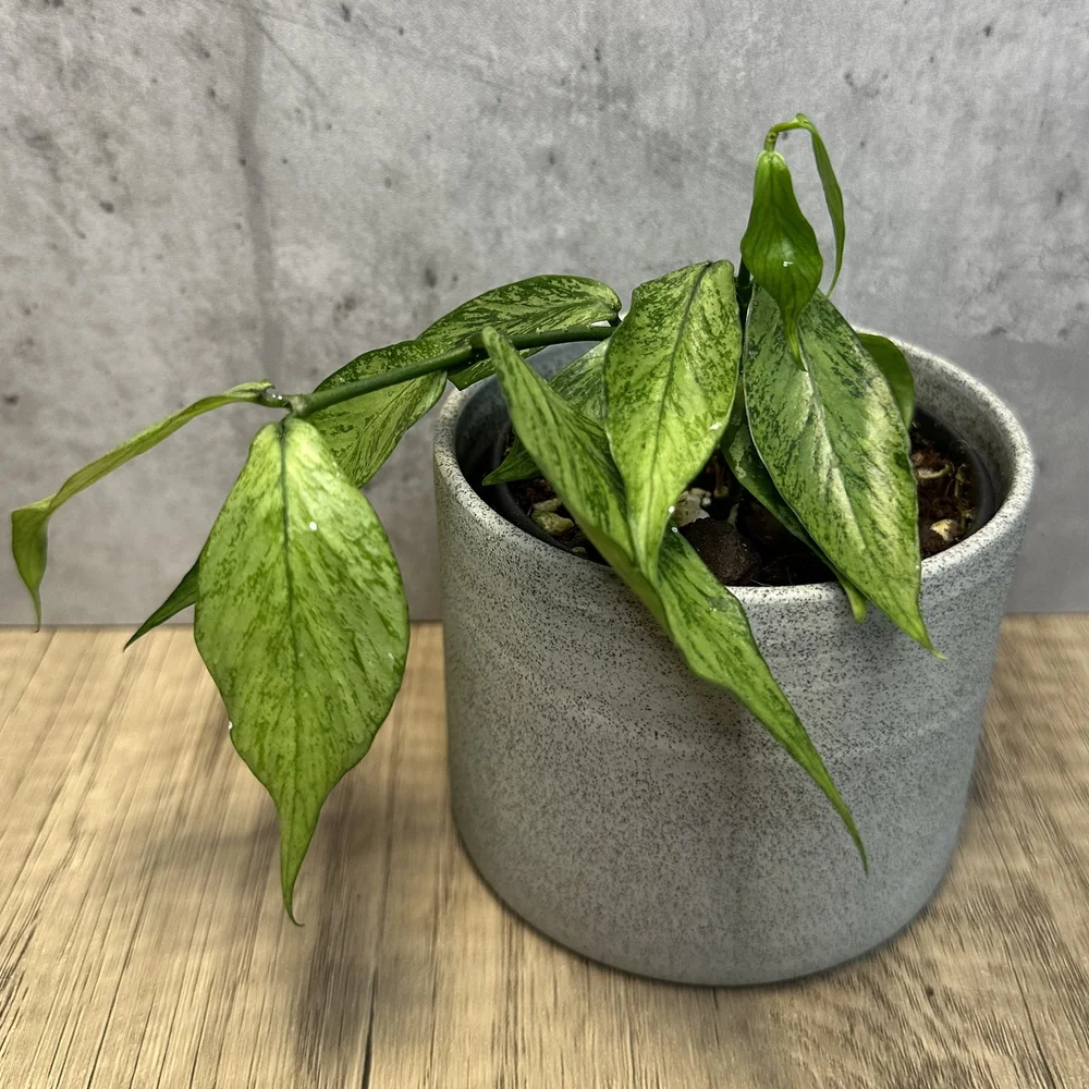 Hoya polyneura 斑入り？ Hoya polyneura 'Silver' — HABIT Plants