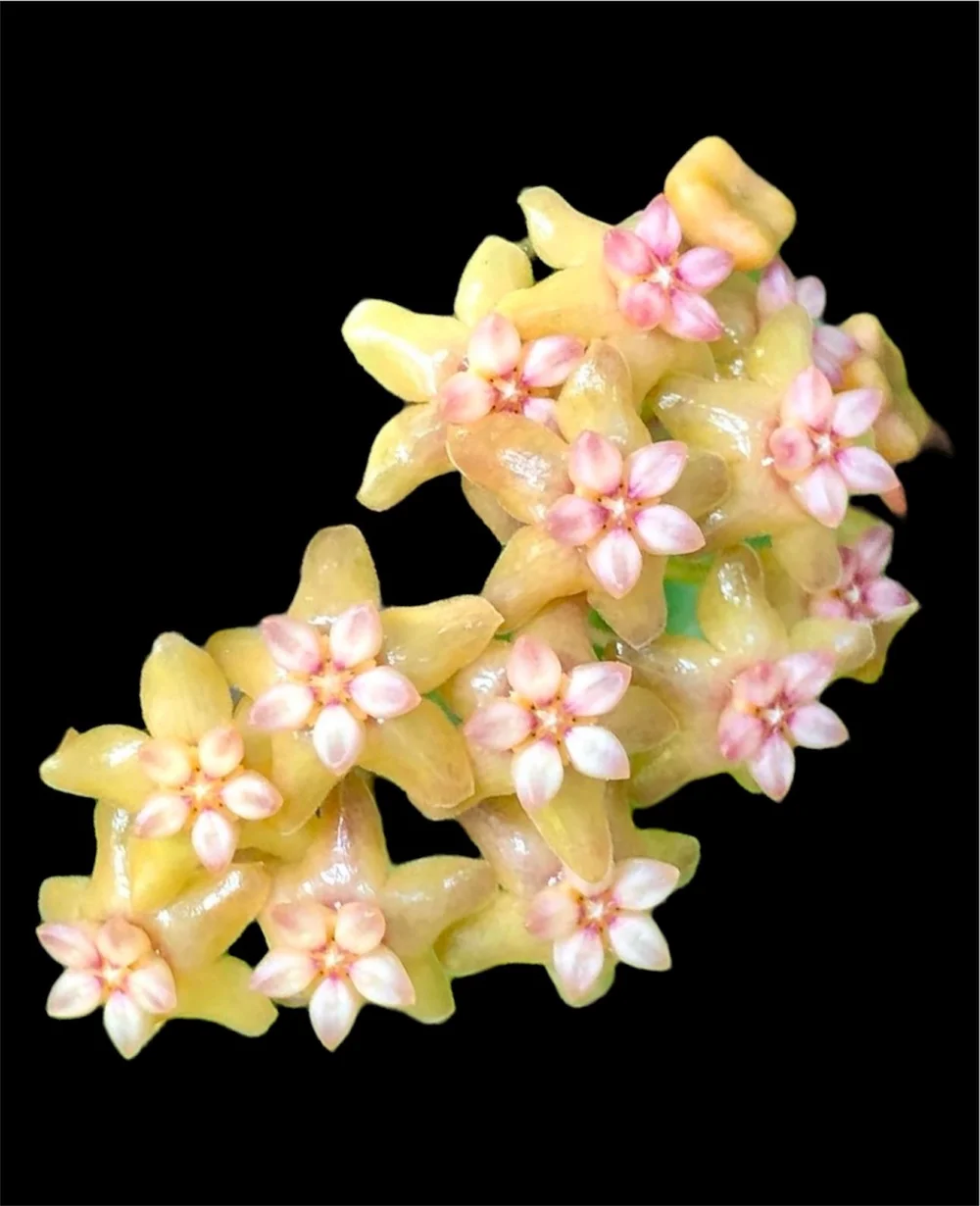 817 ホヤ　フィッチー　イエロー　Hoya fitchii yellow Rare Hoya Fitchii Yellow for Sale | 1