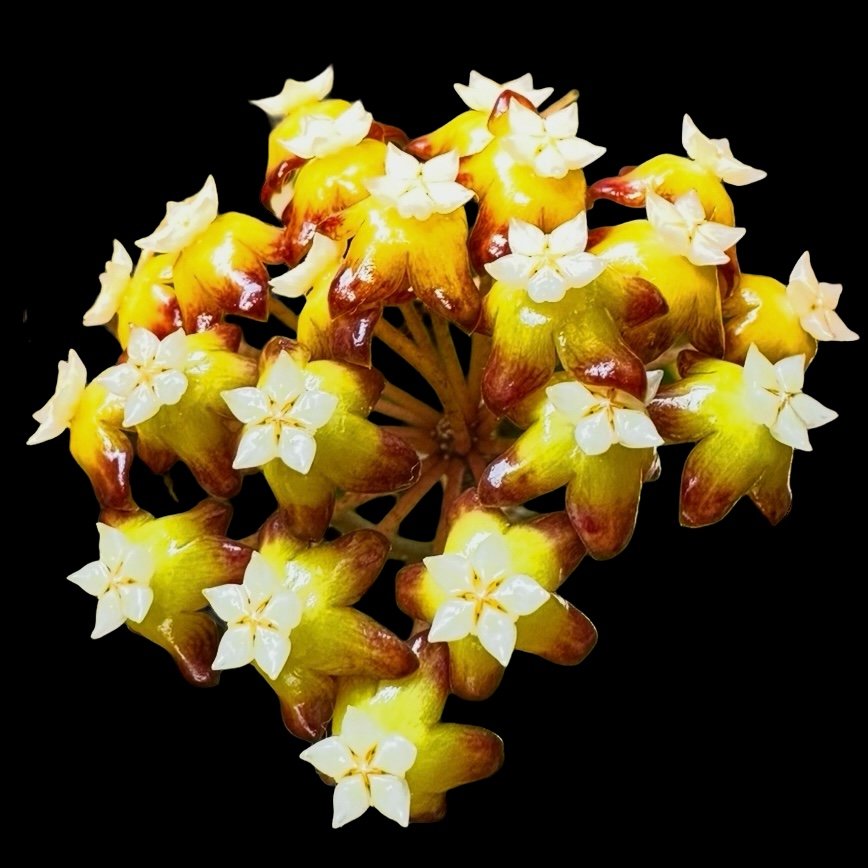 Hoya latifolia ‘Pot of Gold’