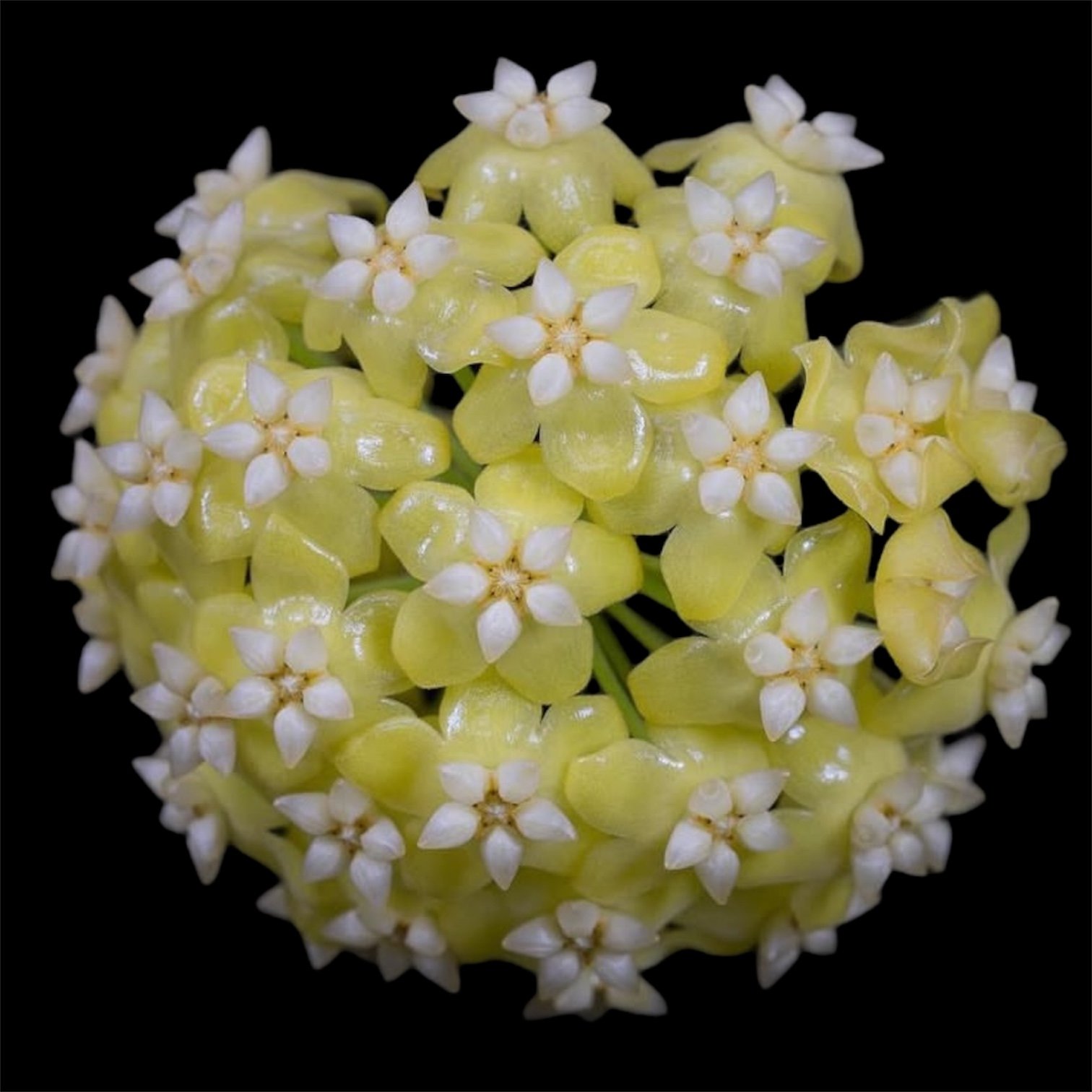Hoya fischeriana