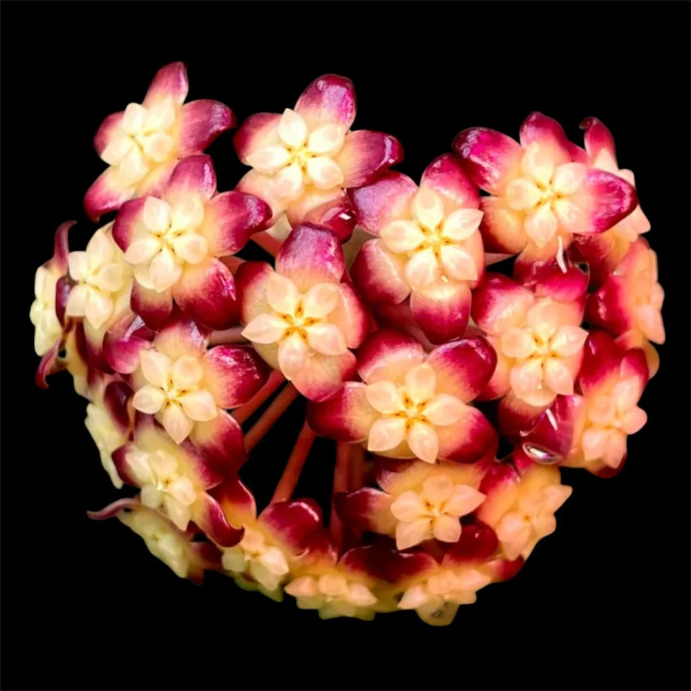 Hoya sp. gunung gading — HABIT Plants