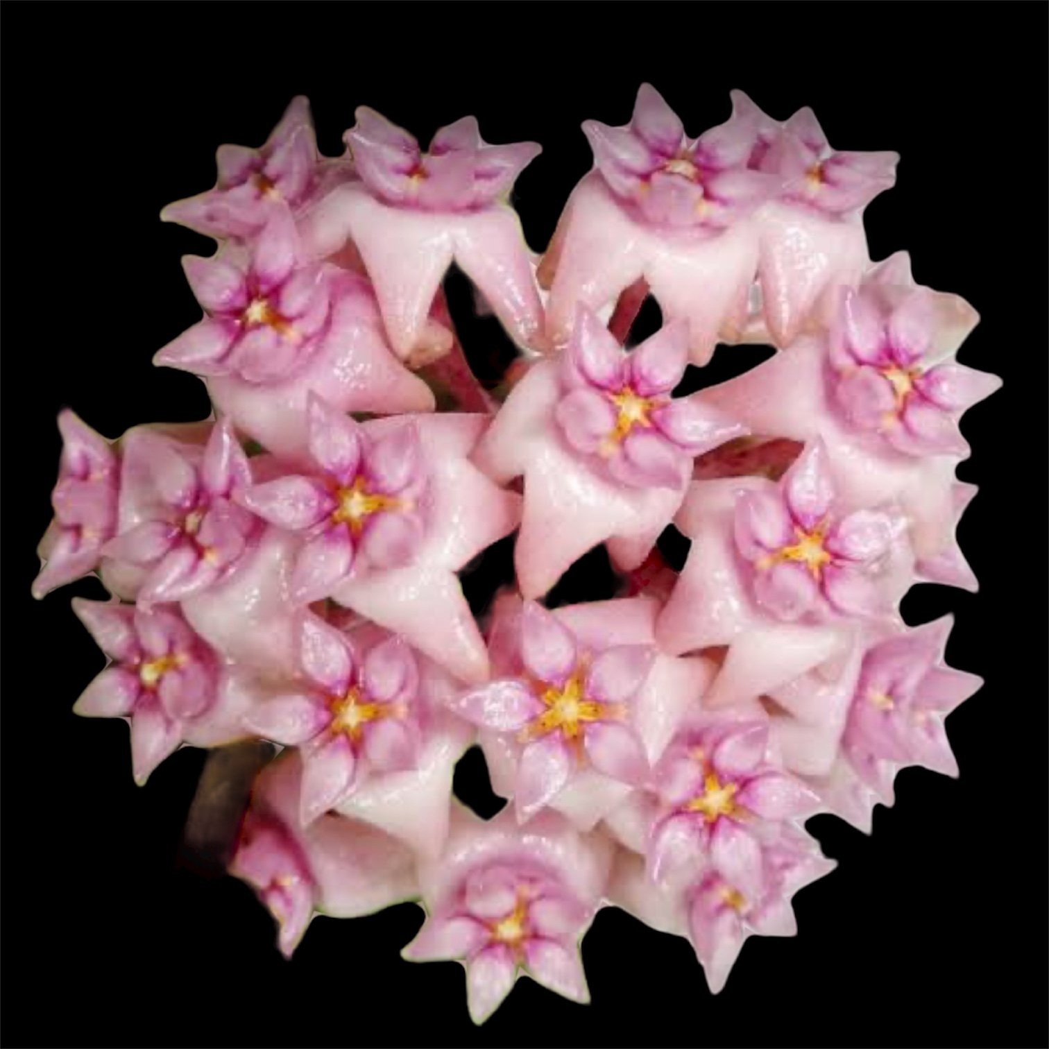 Hoya verticillata var. verticillata