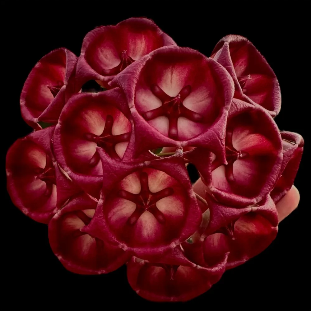Hoya archboldiana 'variegated' — HABIT Plants