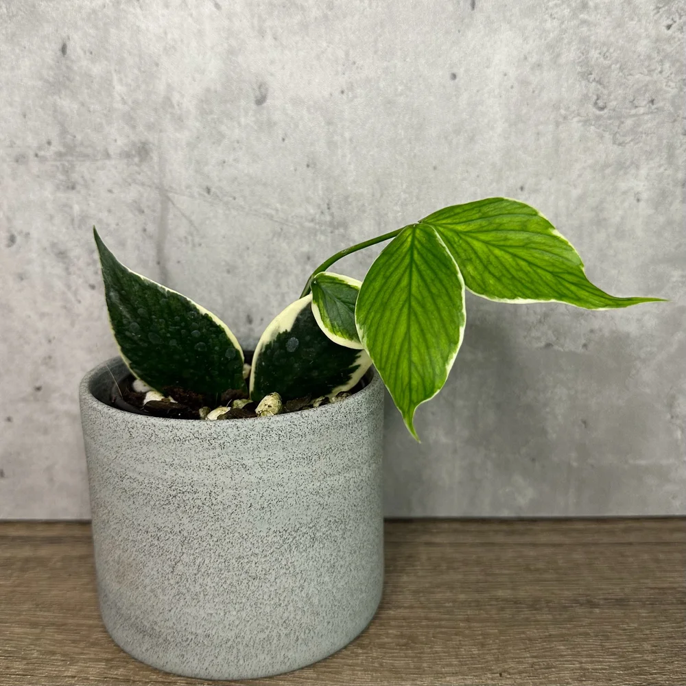 M*u様 Hoya polyneura albomarginata Hoya Polyneura Albomarginata – BotanicBoys Plant Co.