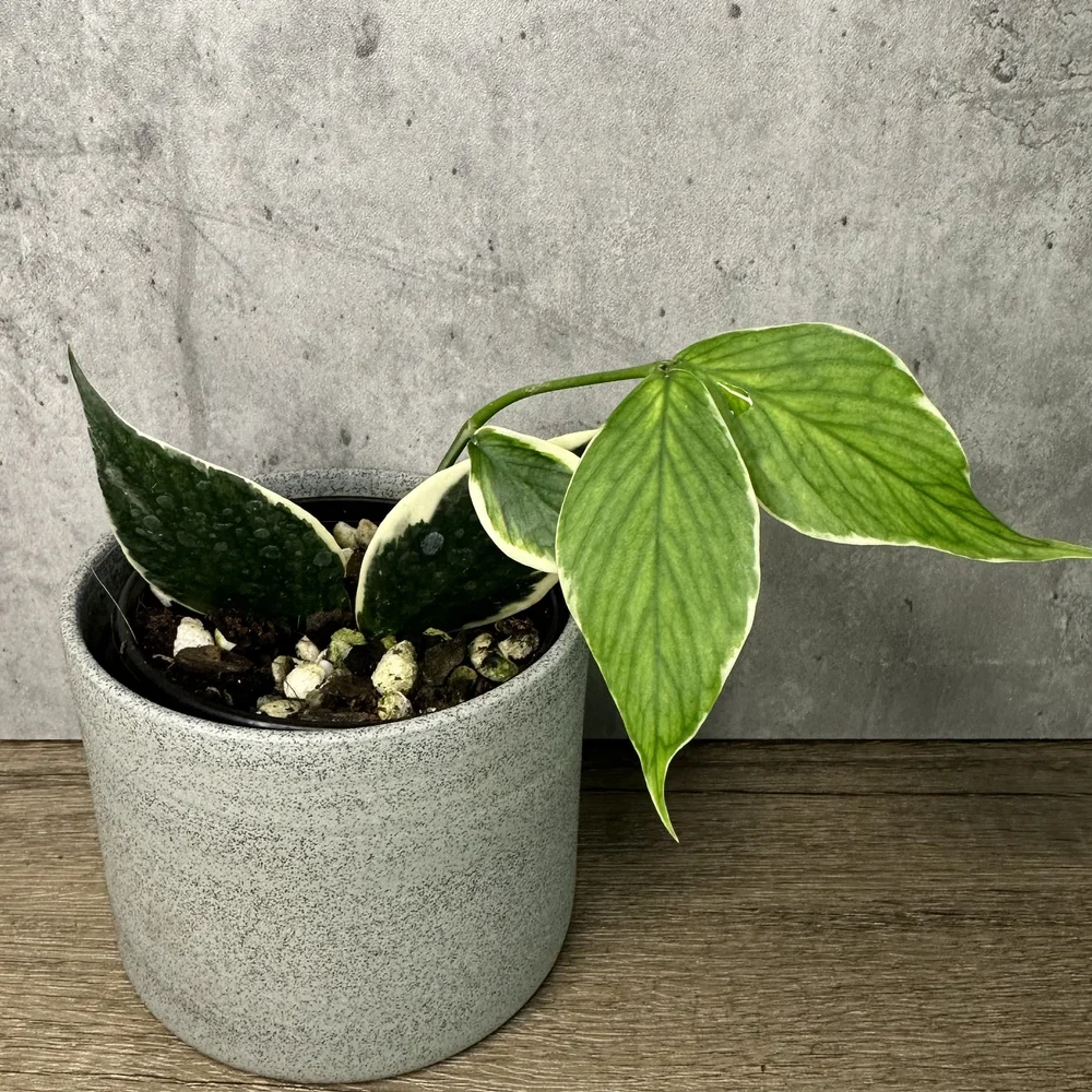 M*u様 Hoya polyneura albomarginata Hoya Polyneura Albomarginata – BotanicBoys Plant Co.