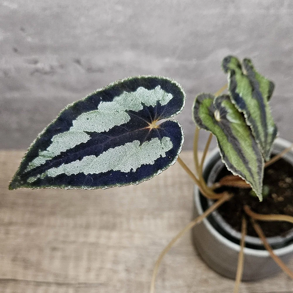 Begonia dinhdui — HABIT Plants