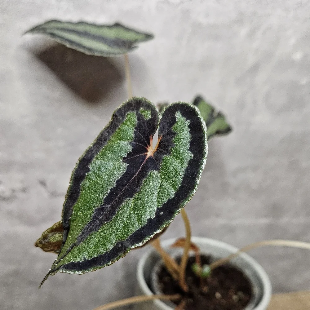 Begonia dinhdui — HABIT Plants