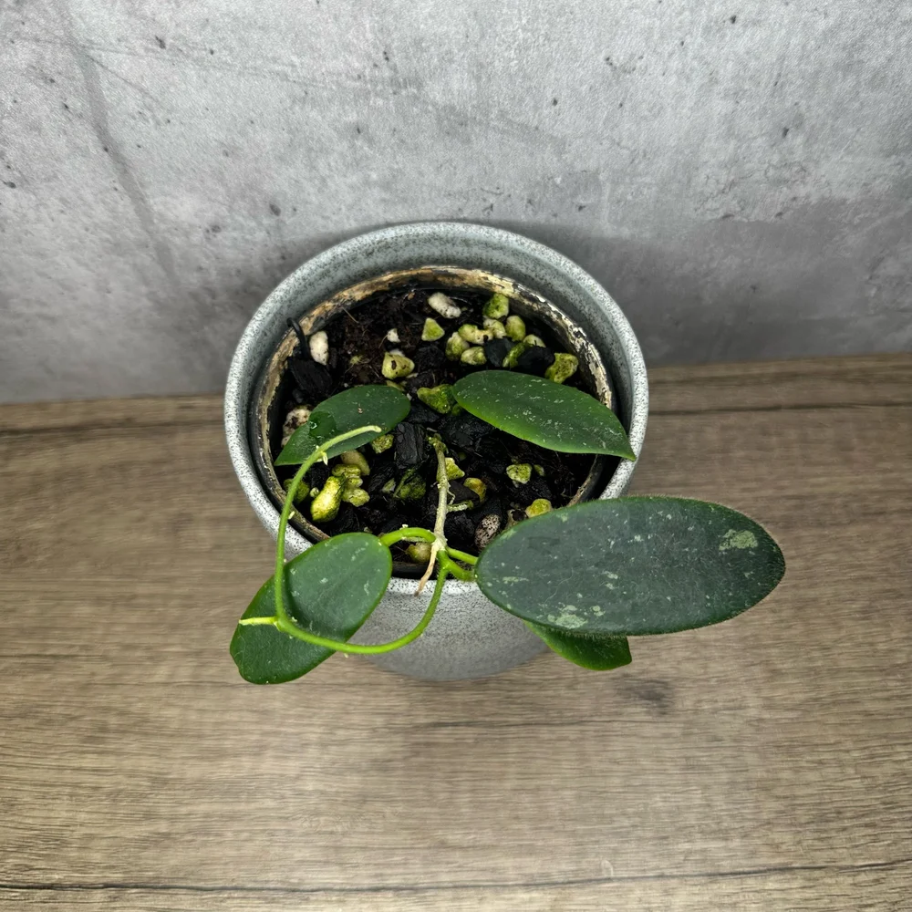 Hoya thomsonii 'white' — HABIT Plants