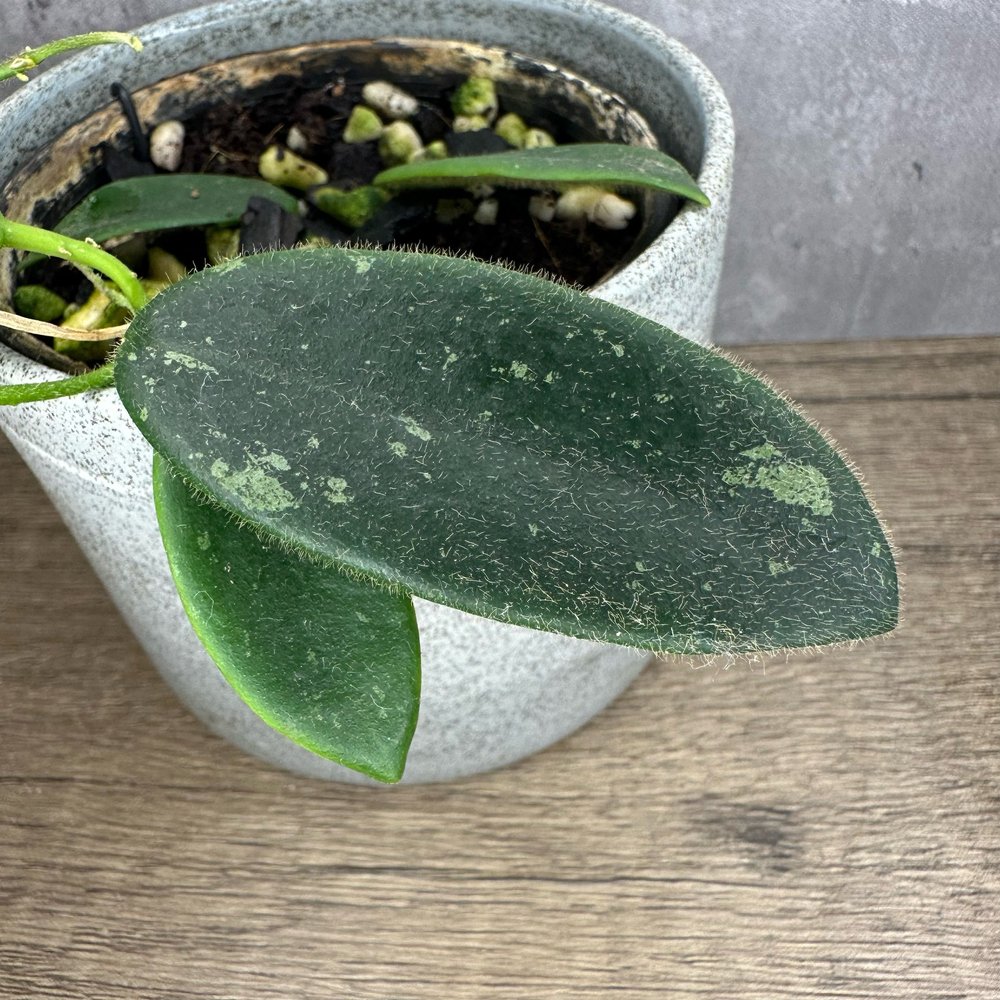 セールレアホヤ 大苗トムソニーホワイトHoya thomsonii white