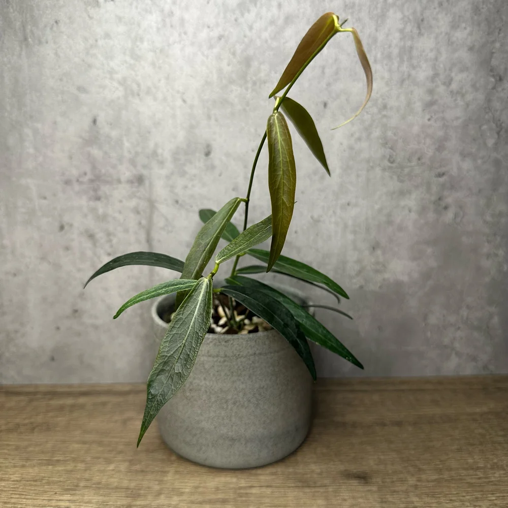 Hoya lamingtoniae — HABIT Plants