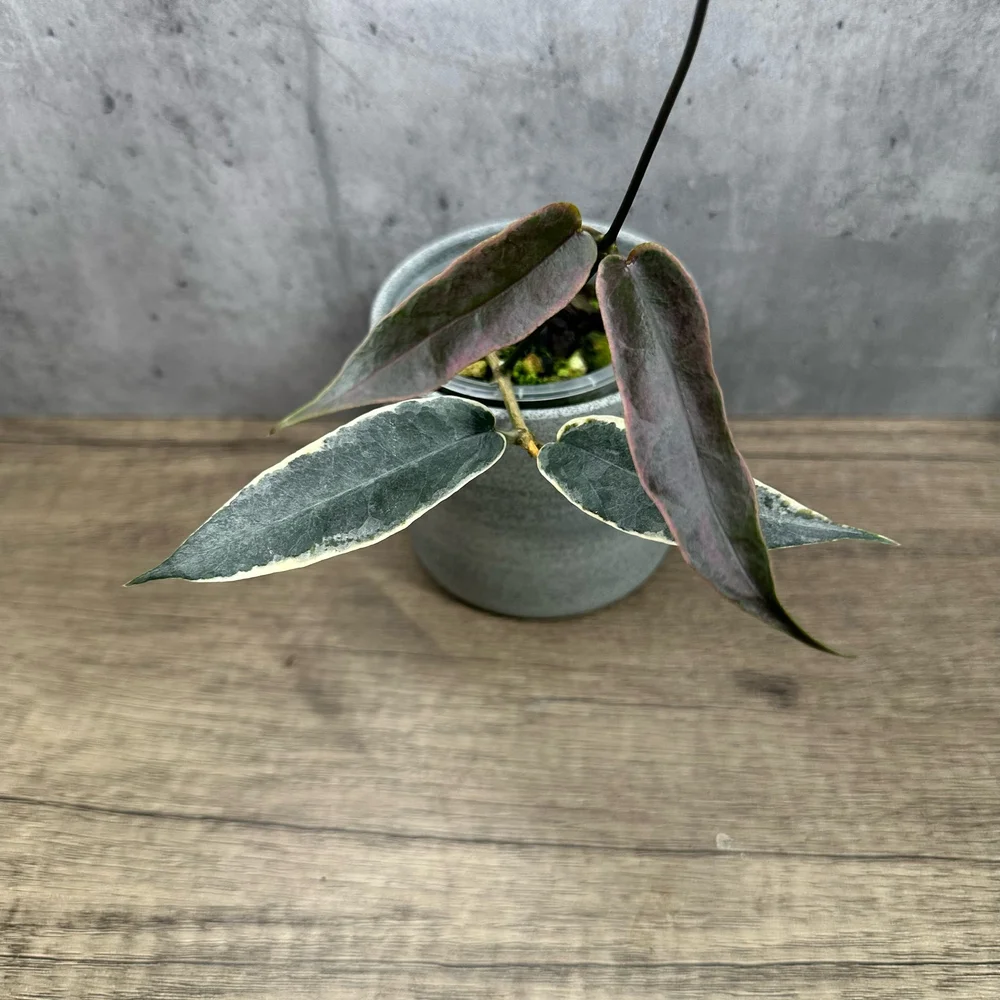 Hoya archboldiana 'variegated' — HABIT Plants