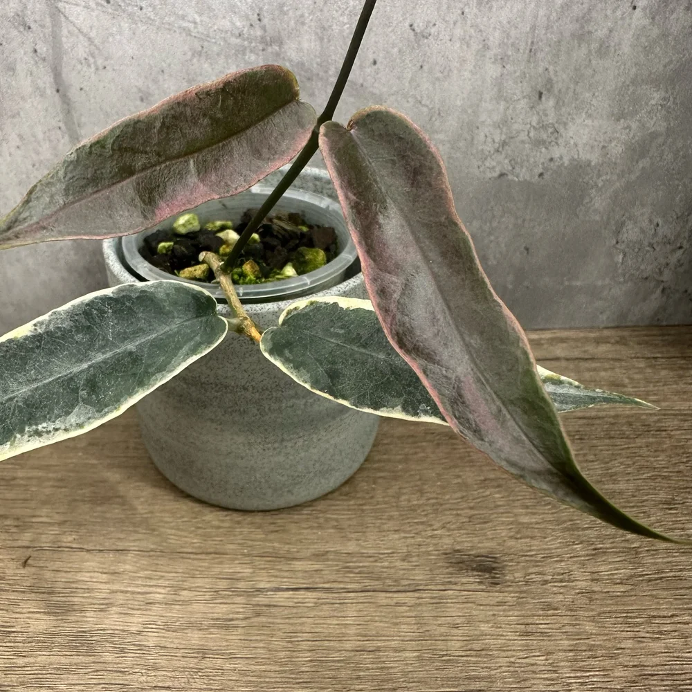 Hoya archboldiana variegata 約5~６cmカップ Hoya archboldiana 'variegated' — HABIT Plants