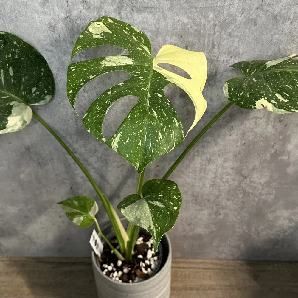Monstera deliciosa 'Thai Constellation'  HABIT Plants
