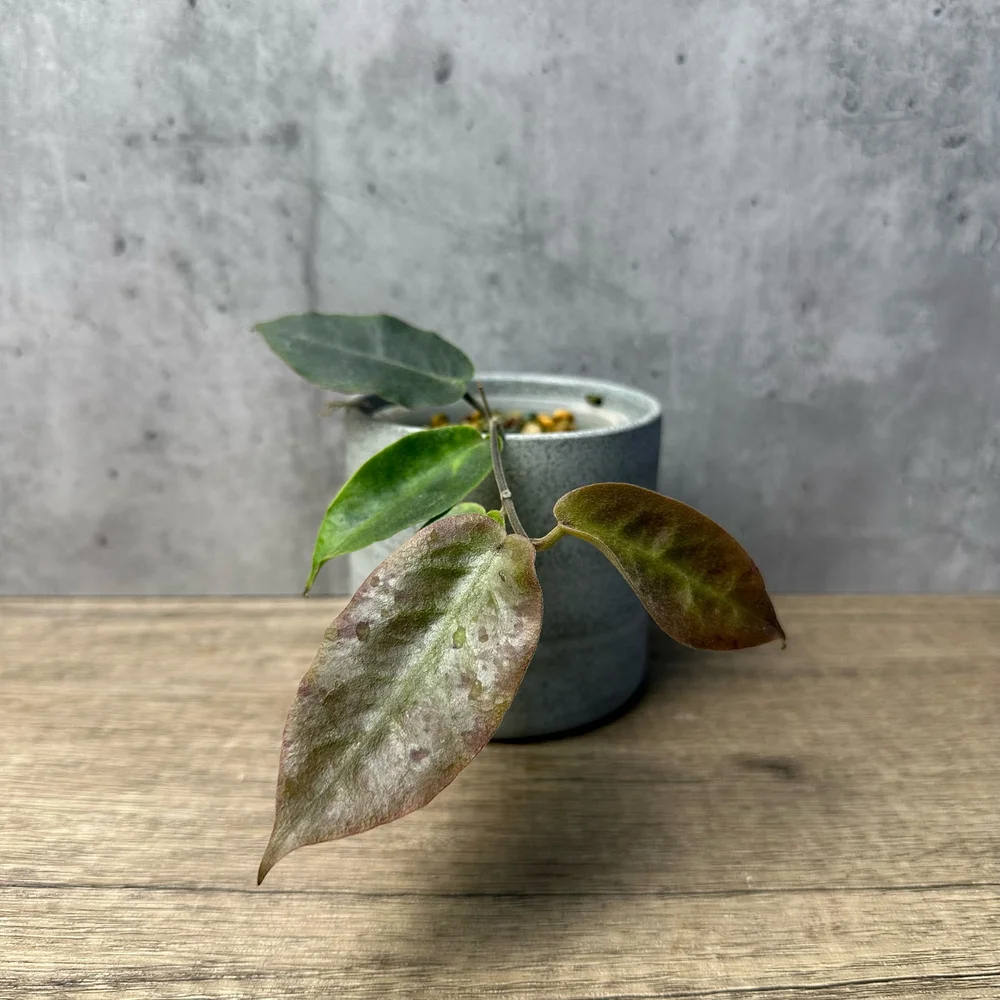 Hoya inflata — HABIT Plants