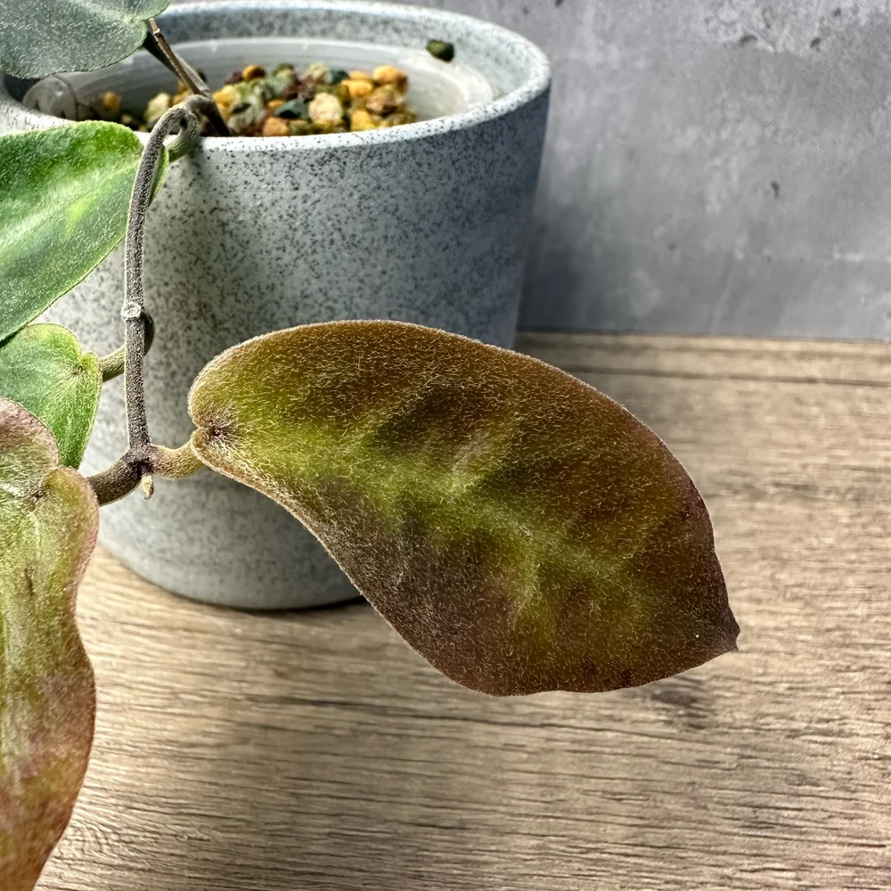 はぐさん専用 ＊Hoya ＊ ホヤ ＊ inflata ホヤ 観葉植物