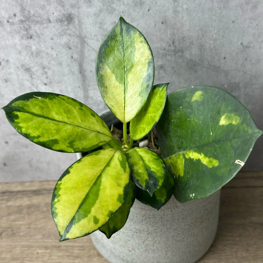 Hoya australis ssp. tenuipes cv. Lisa  HABIT Plants