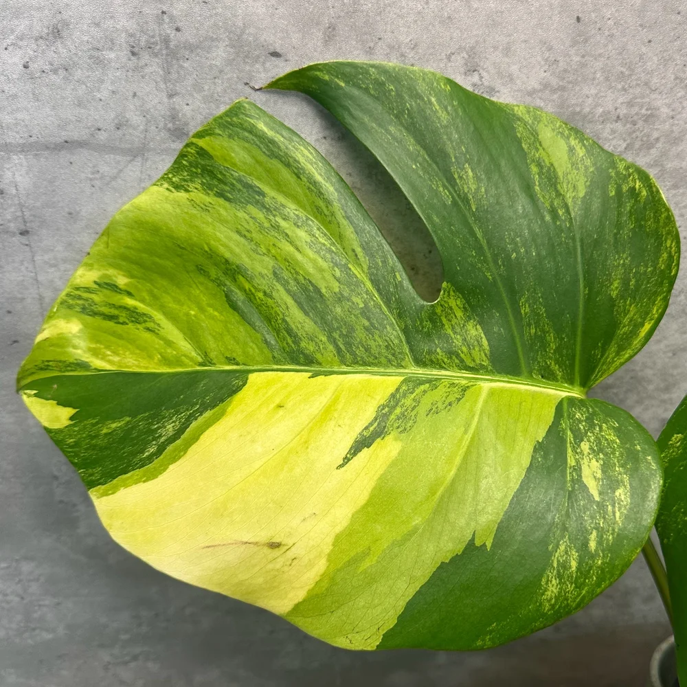 Monstera deliciosa var. borsigiana 'aurea'  HABIT Plants