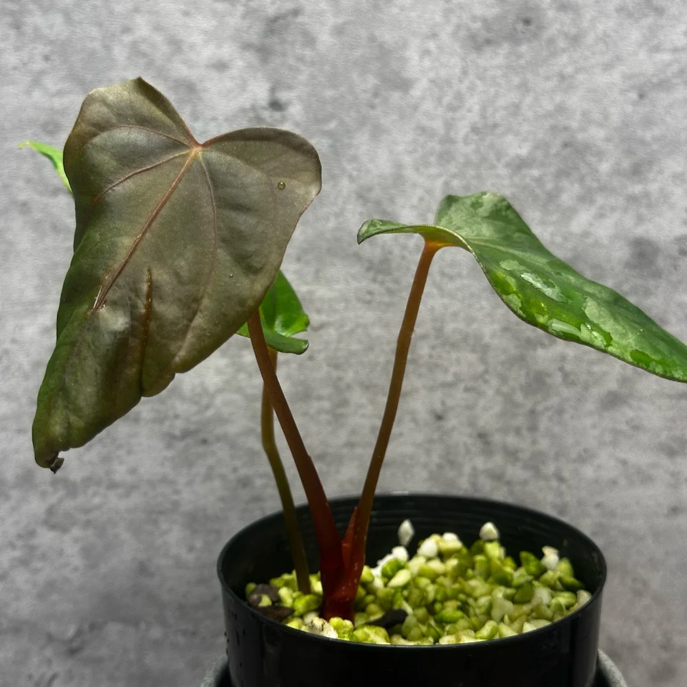 anthurium flamingo flower Flamingo Flower (Anthurium) – Passiglia Landscape, Nursery & Garden Center main image 1
