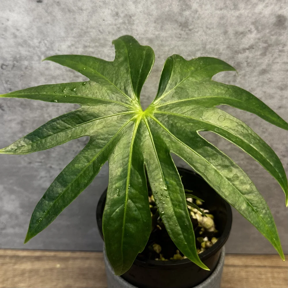 Anthurium pedatoradiatum リビングサイズ‼️ Anthurium pedatoradiatum 