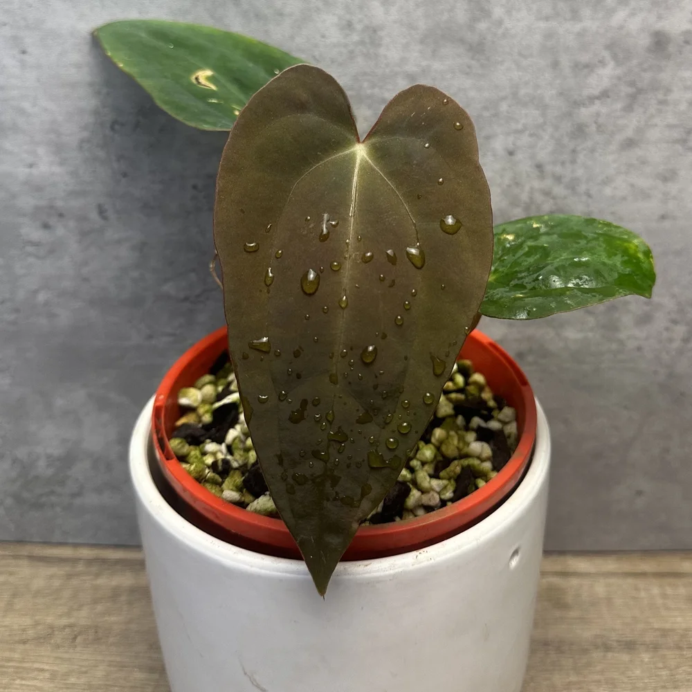 Anthurium complex hybrid 'Angela'  HABIT Plants