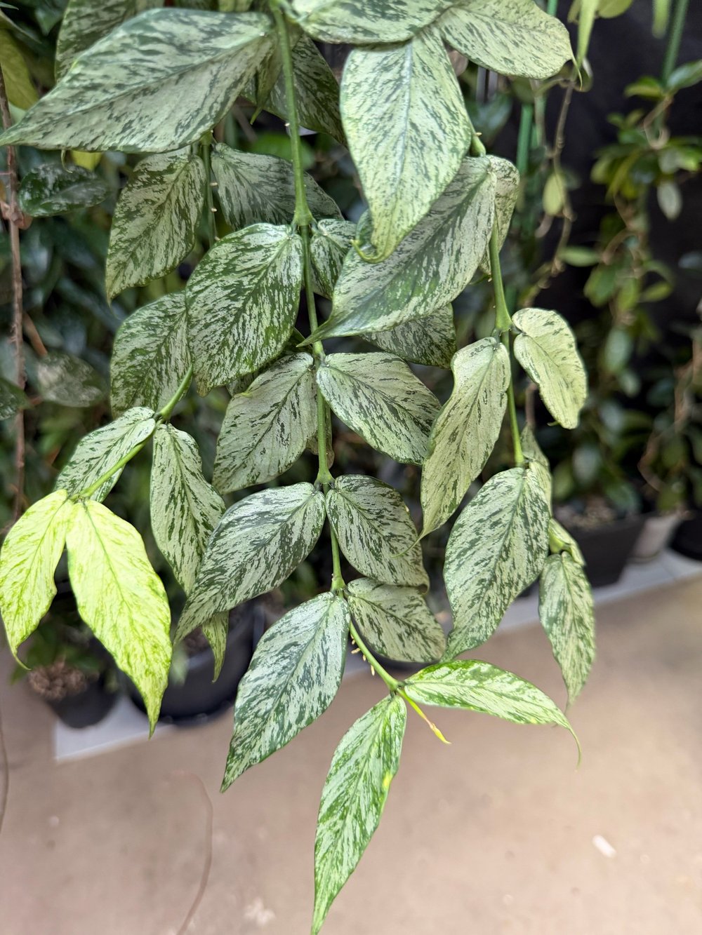 Hoya polyneura 'Silver' — HABIT Plants
