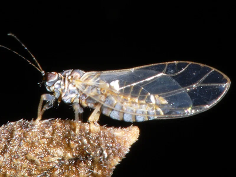 Navigating TPP Biosecurity Changes &amp; Our Path Forward