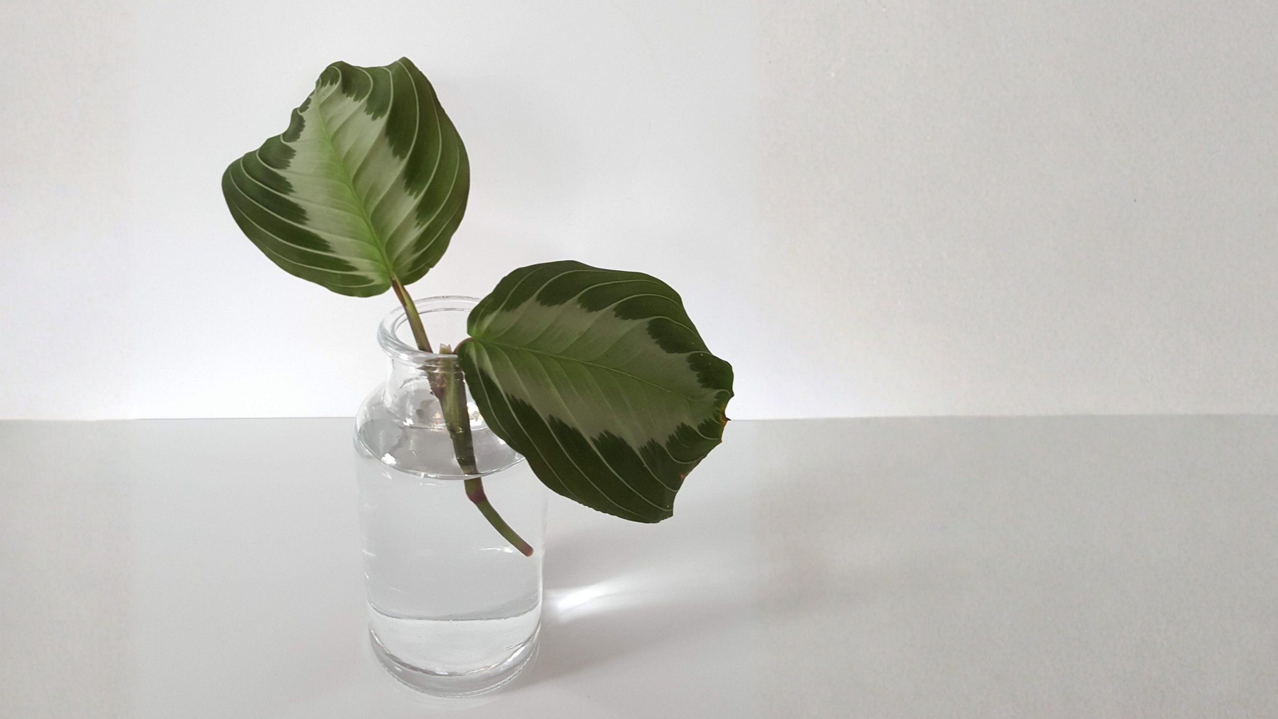 The Pros and Cons of Growing Plants in Water