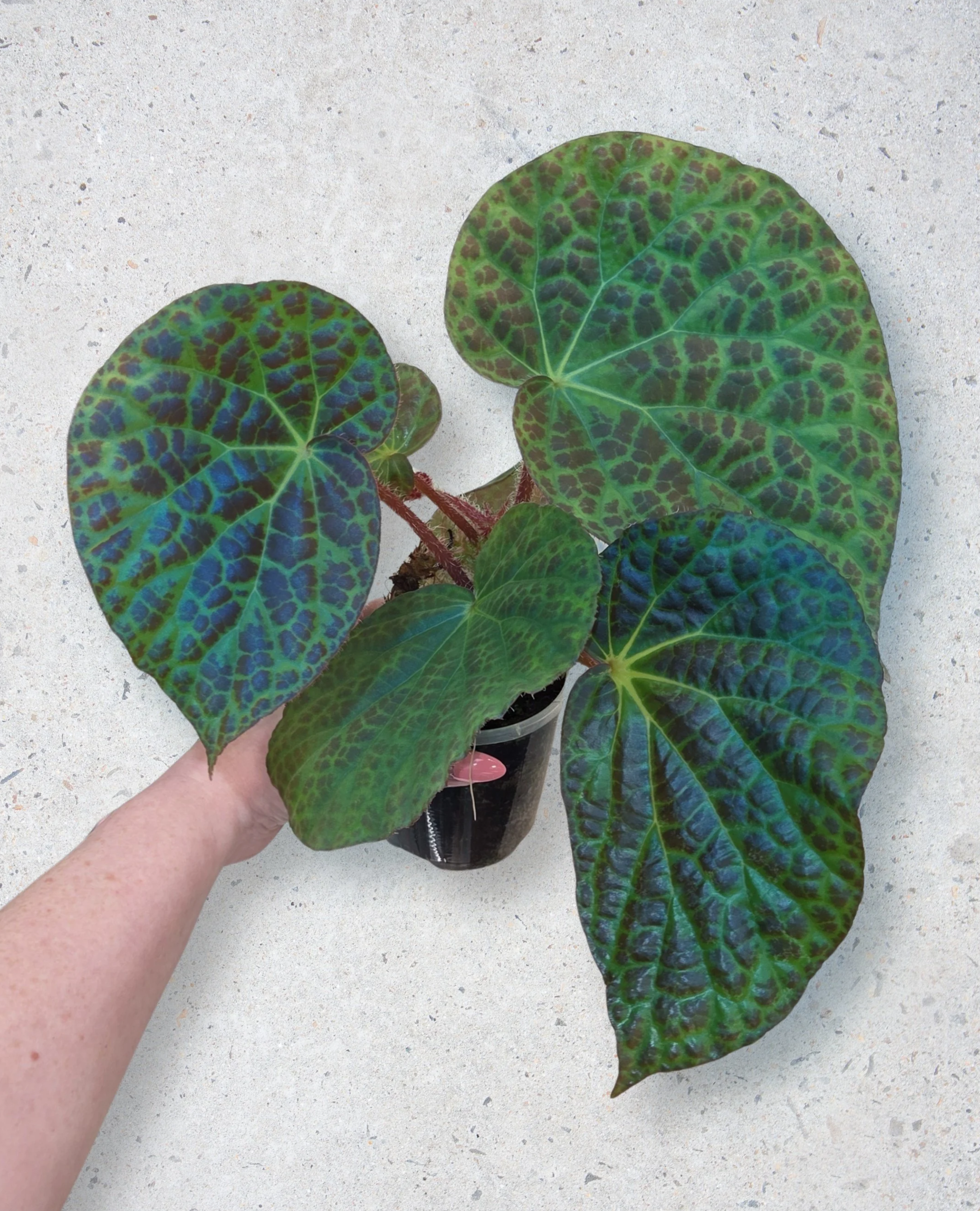 Blue Begonias: More Than Meets the Eye