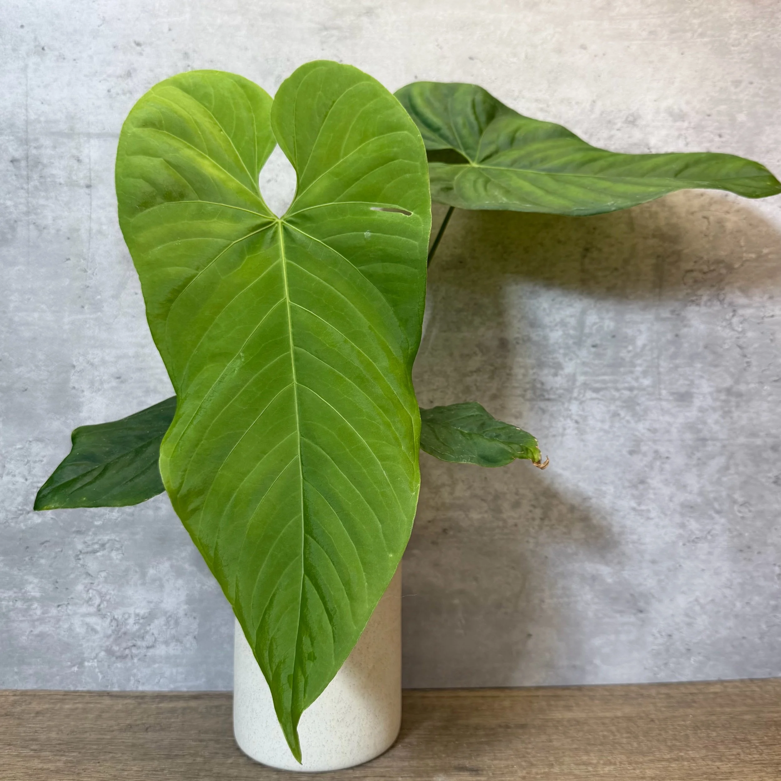 Anthurium dolichostachyum