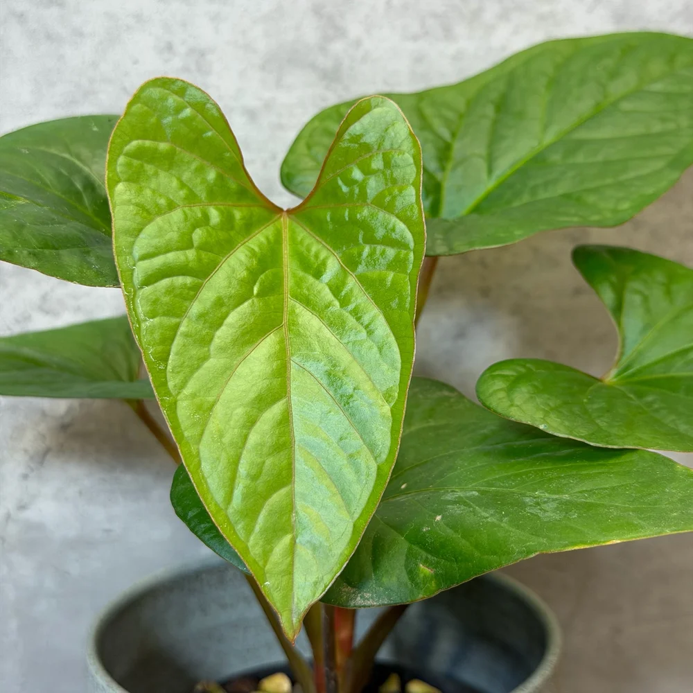 Anthurium ochranthum  HABIT Plants