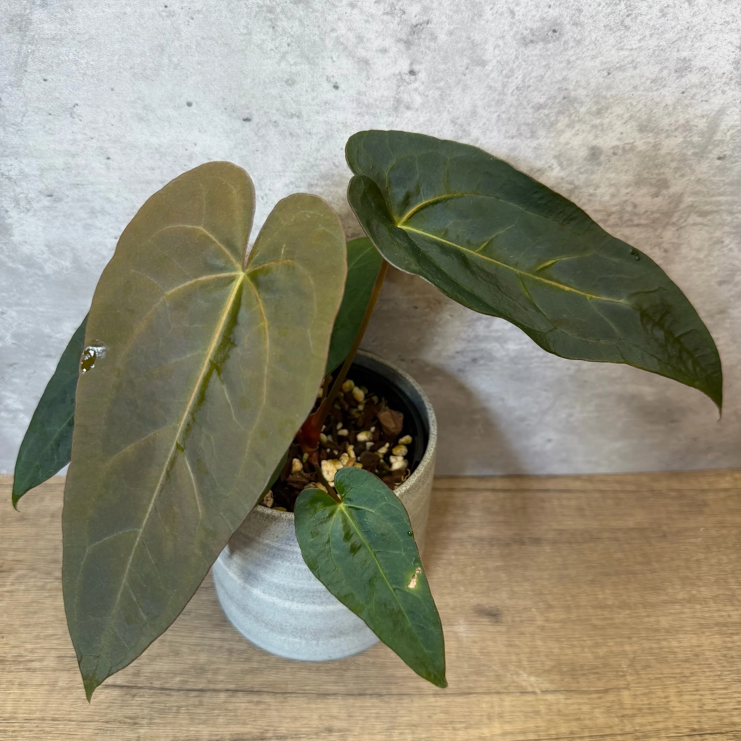 Anthurium ‘Purple Fungus’