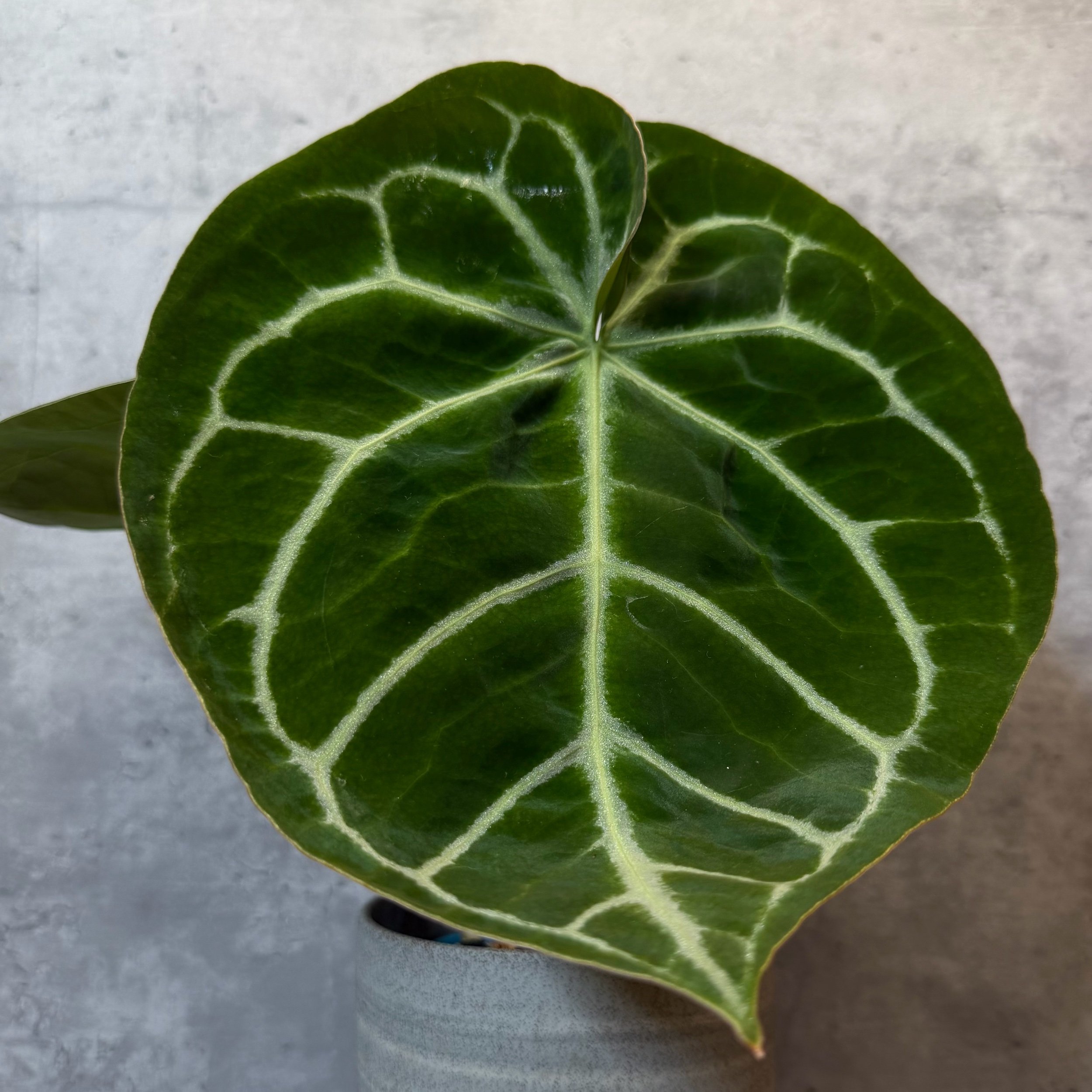 Anthurium crystallinum x forgetii