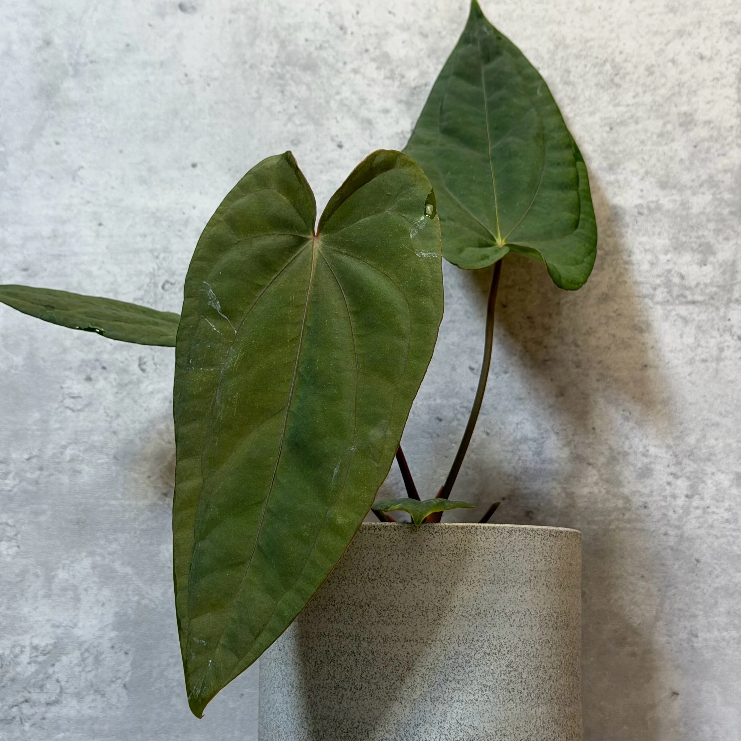 Anthurium ‘Dime a Dozen’