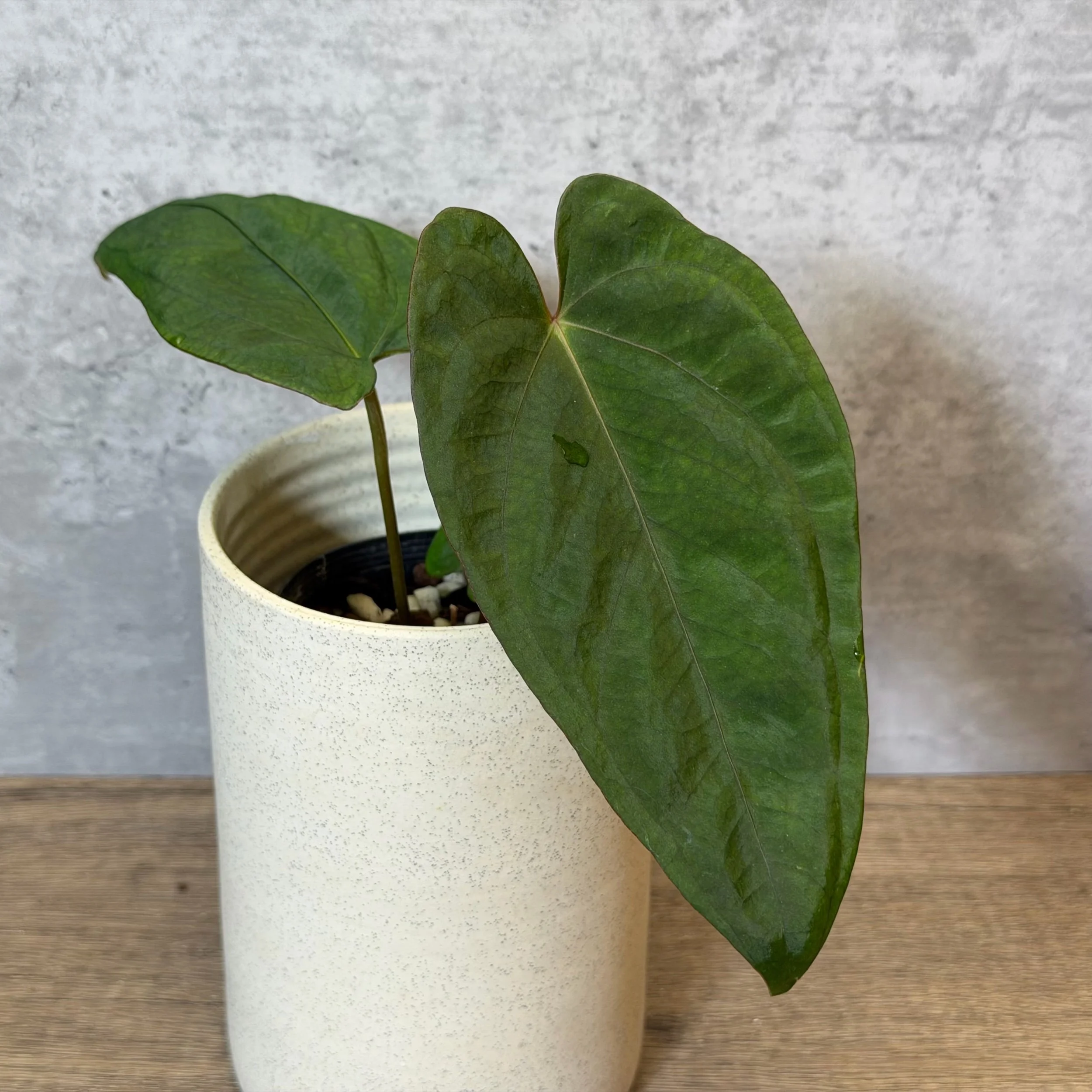 Anthurium ‘Dime a Dozen’