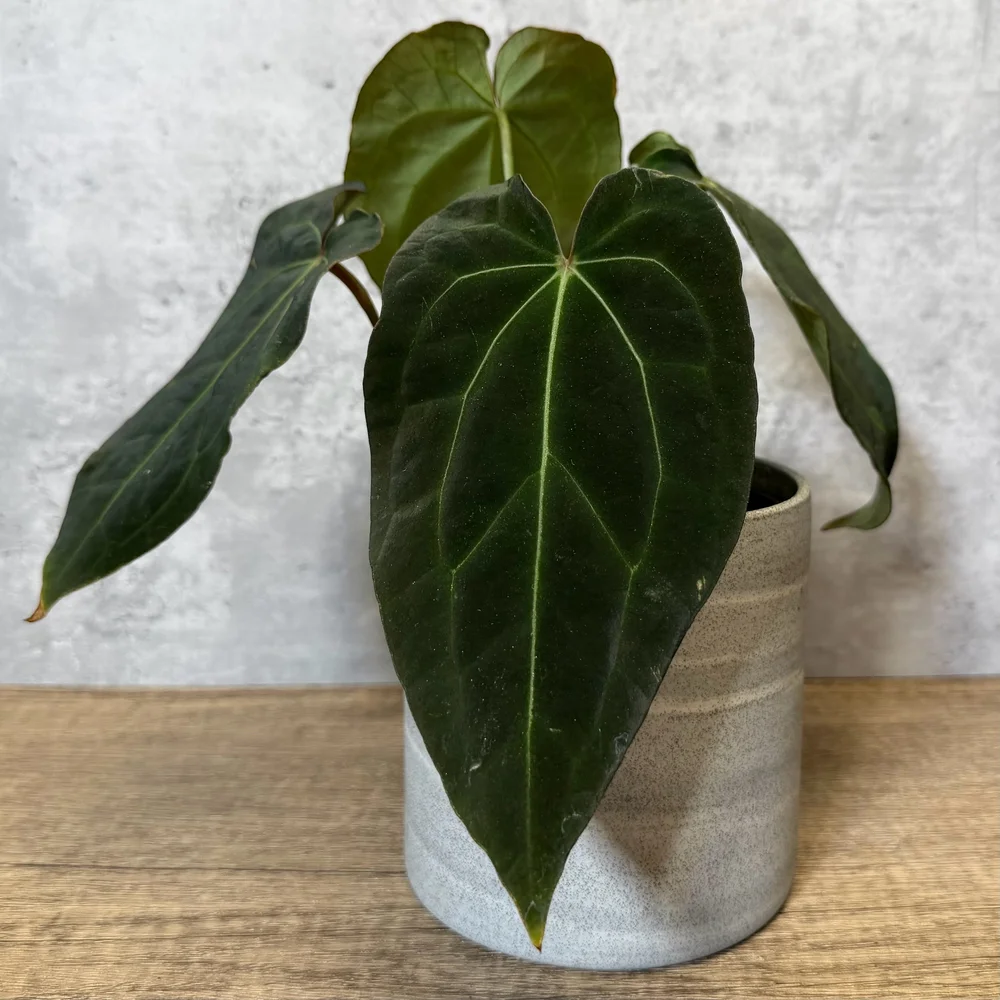 Anthurium 'Purple Haze'  HABIT Plants