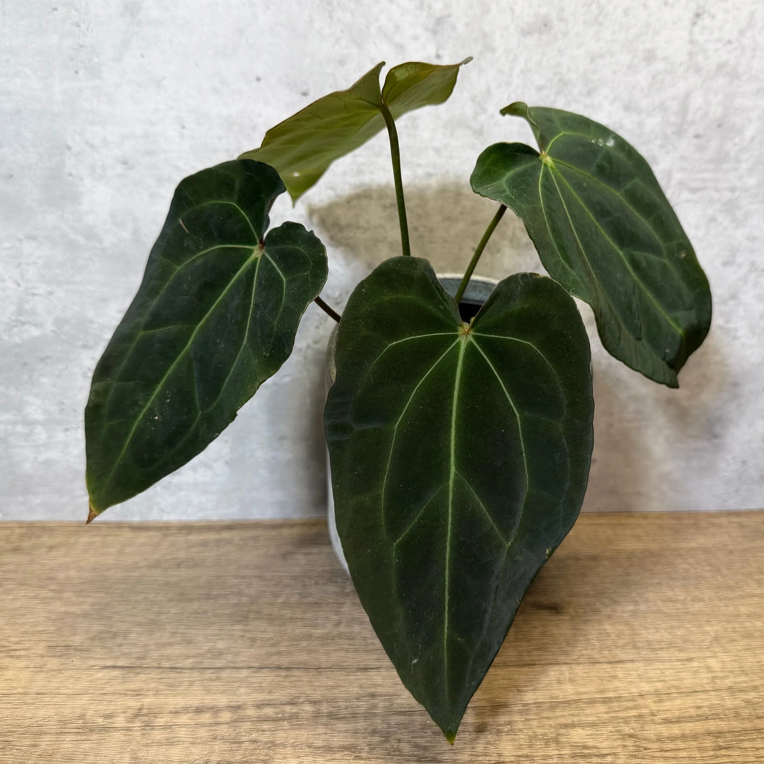 Anthurium 'Purple Haze'