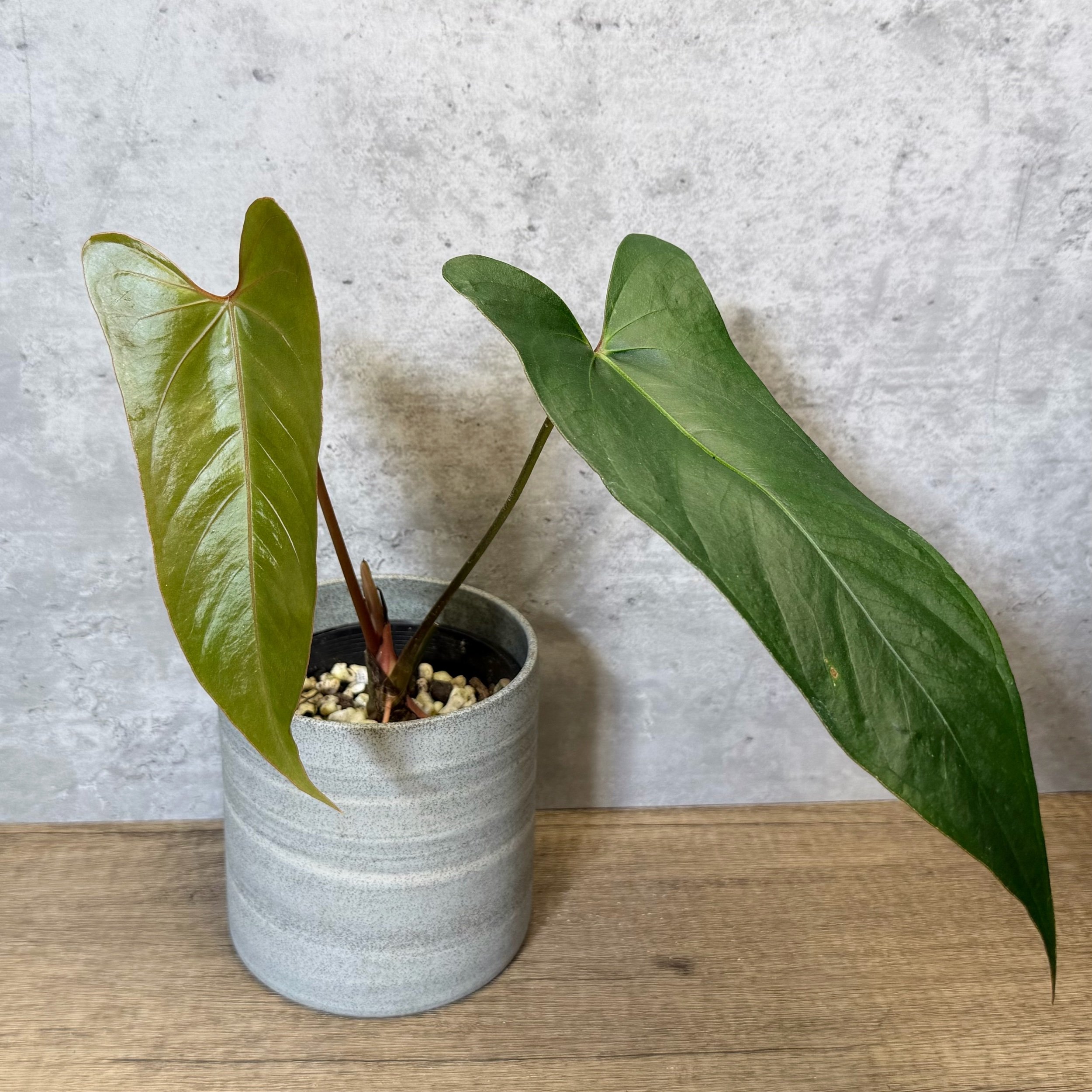 Anthurium 'NoID'
