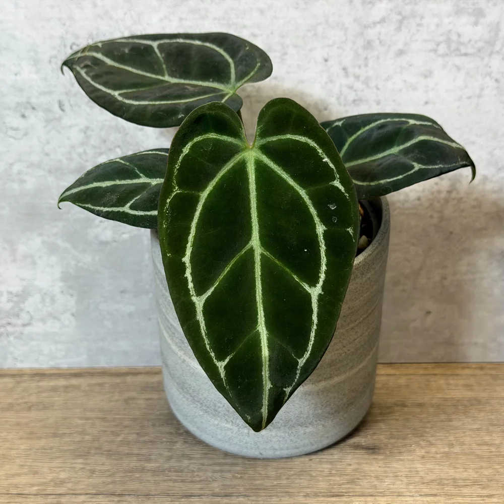 Anthurium crystallinum sp. — HABIT Plants